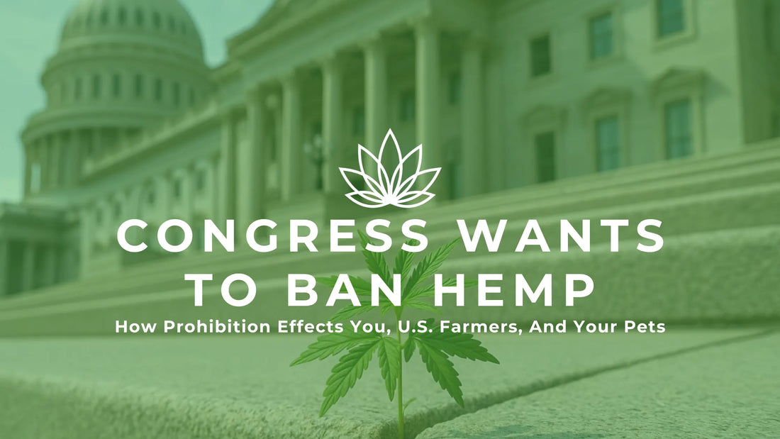 Congress Wants To Ban Hemp: How Prohibition Effects You, U.S. Farmers, And Your Pets - Canna Dos