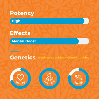 Canna Dos House Sativa