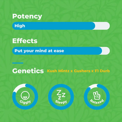 Canna Dos House Smalls